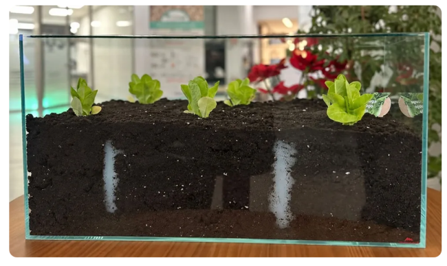 Agua sólida, una alternativa biodegradable para hidratar las plantas
